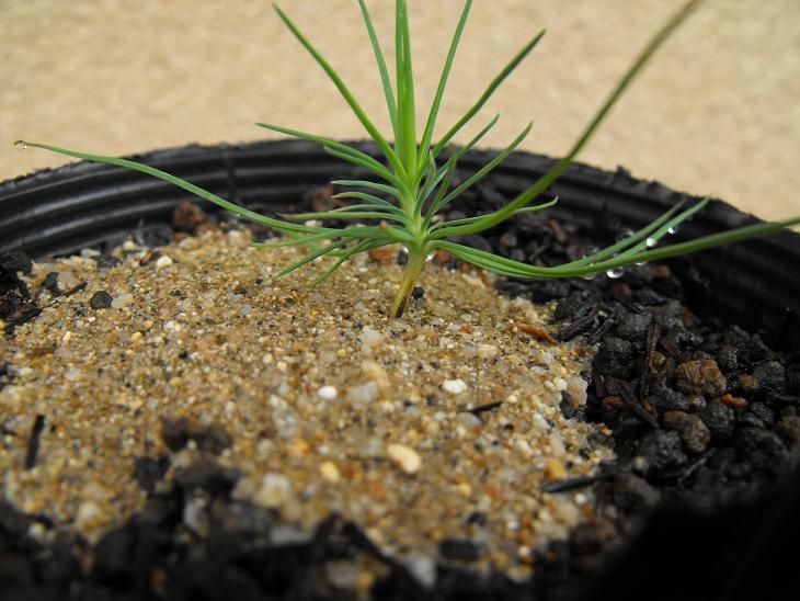 Bonsai Suiseki Magazine