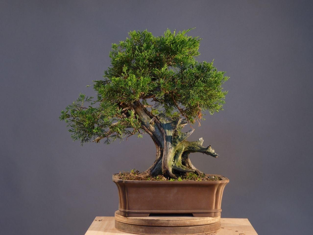 Bonsai and suiseki market
