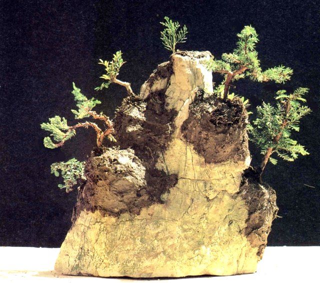 Bonsai Suiseki Magazine