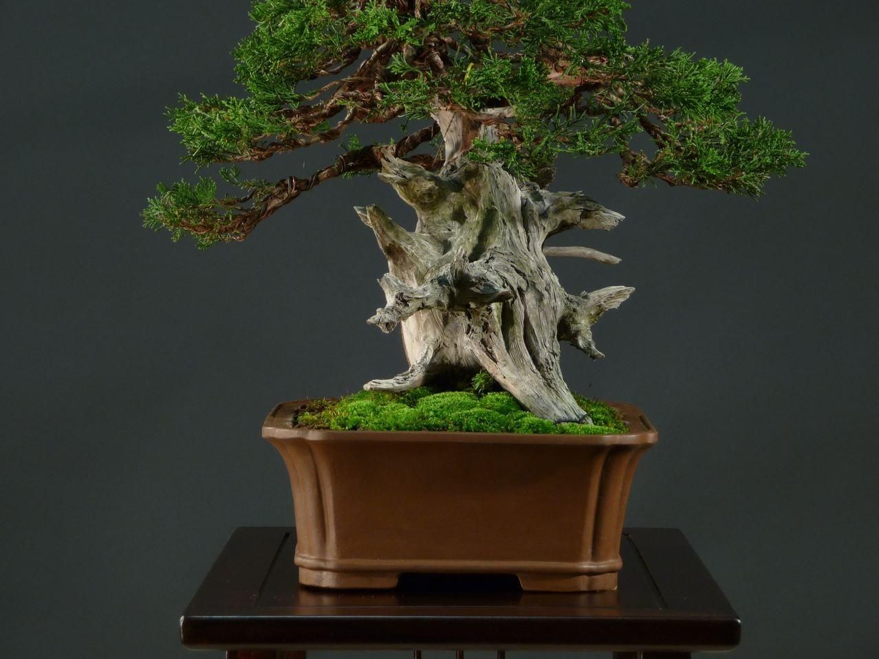 Bonsai and suiseki market