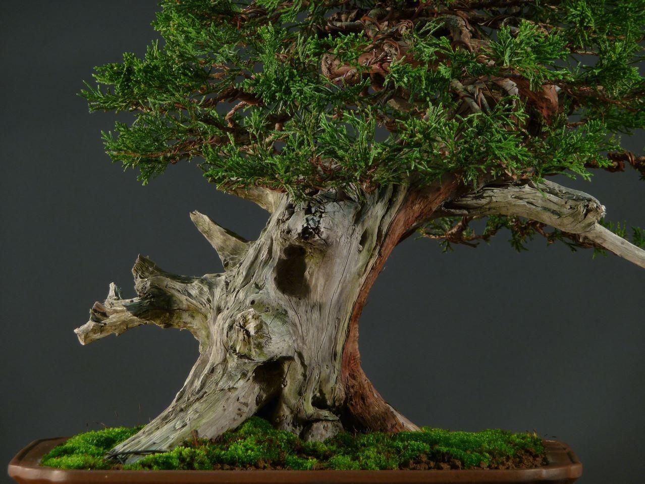 Bonsai and suiseki market