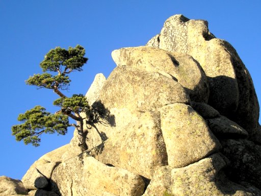 Bonsai Suiseki Magazine