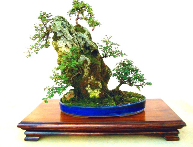 Bonsai Suiseki Magazine