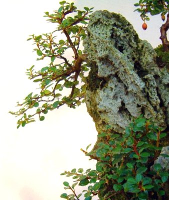 Bonsai Suiseki Magazine