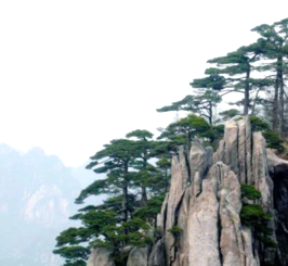 Bonsai Suiseki Magazine