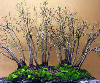 Bonsai and suiseki market