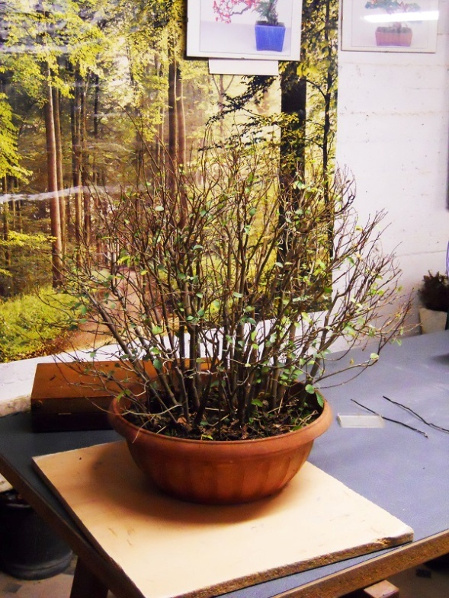 Bonsai Suiseki Magazine