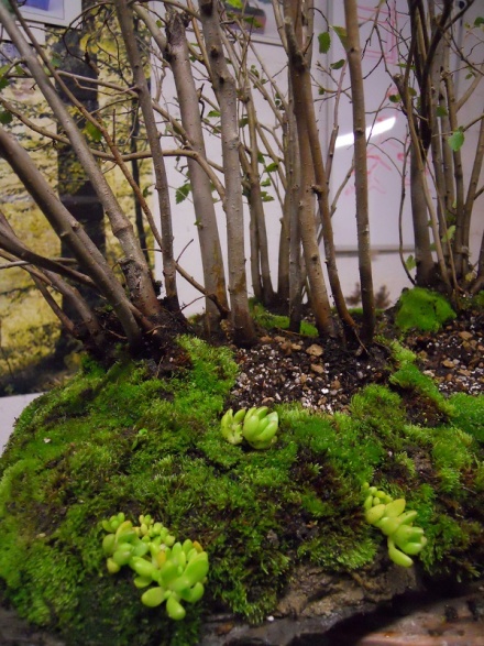 Bonsai Suiseki Magazine