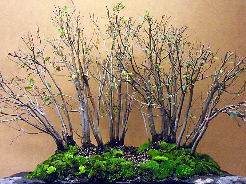 Bonsai Suiseki Magazine