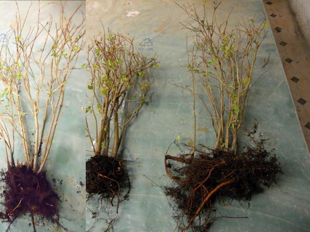 Bonsai Suiseki Magazine