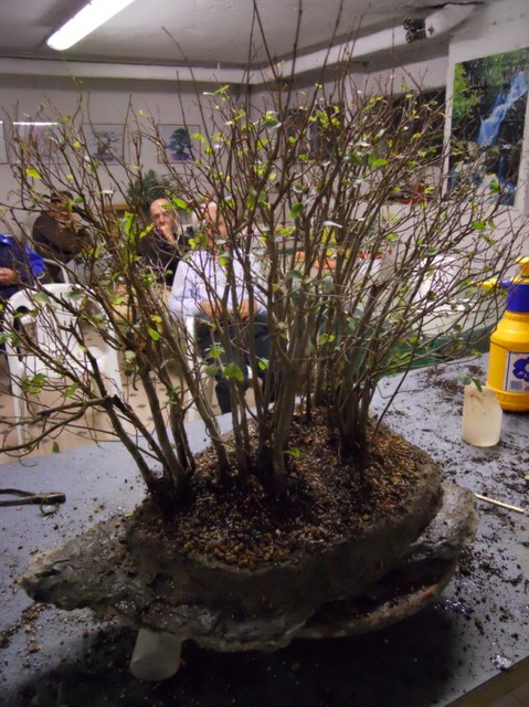 Bonsai Suiseki Magazine
