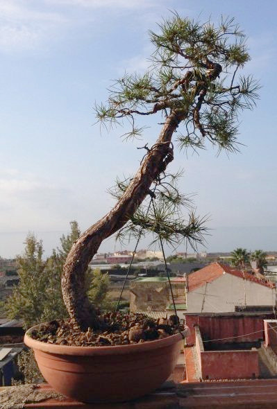 Bonsai Suiseki Magazine