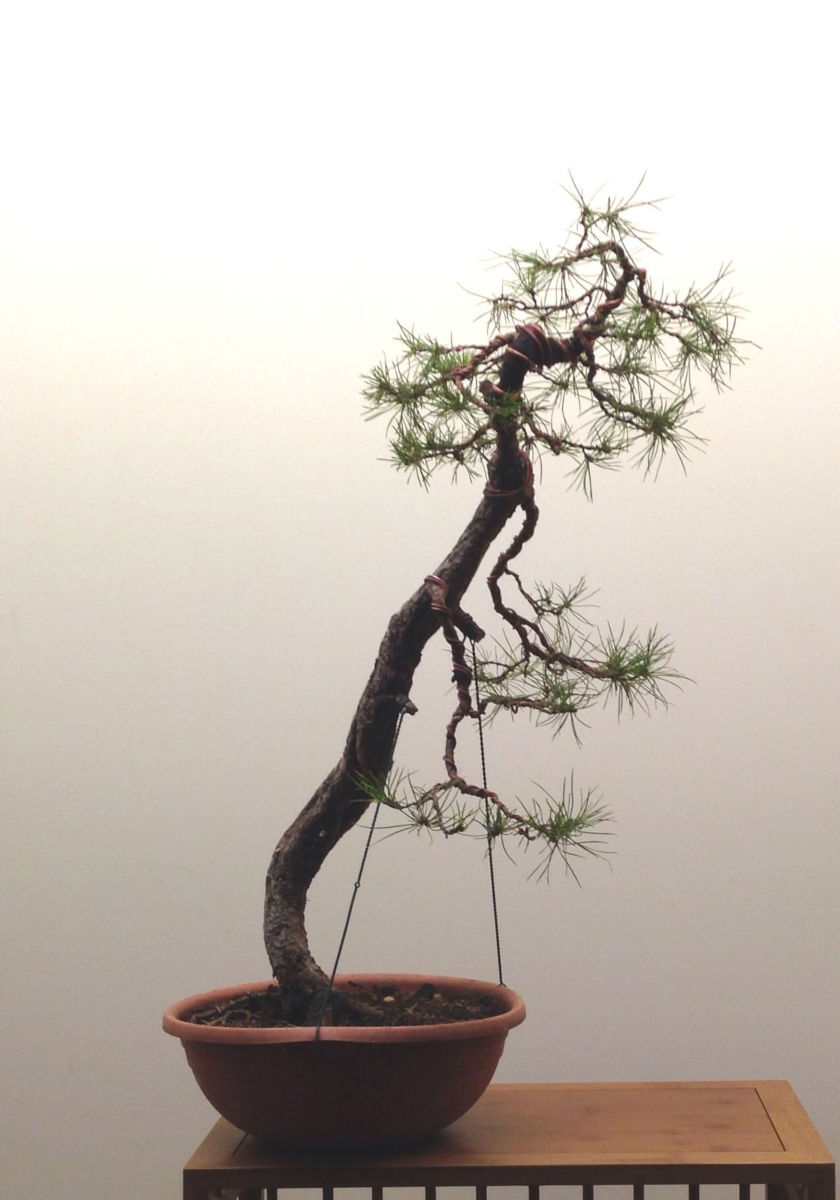 Bonsai Suiseki Magazine