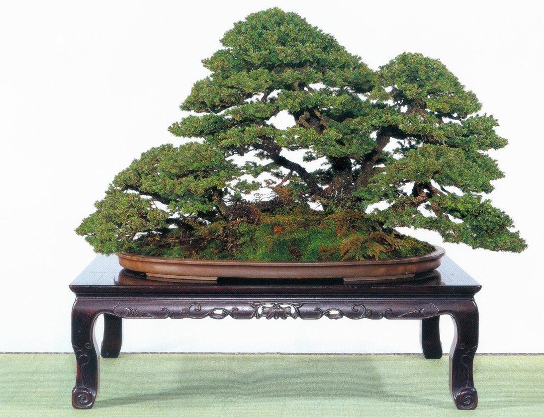 Bonsai Suiseki Magazine