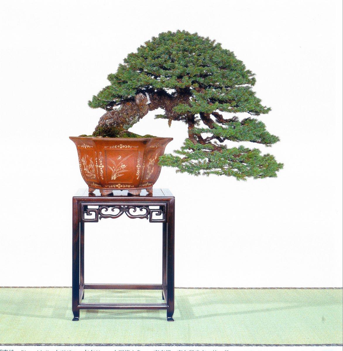 Bonsai Suiseki Magazine