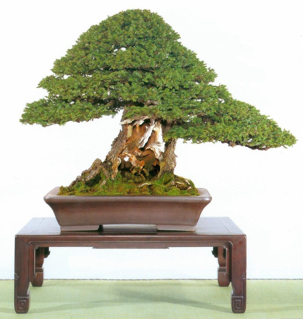 Bonsai Suiseki Magazine