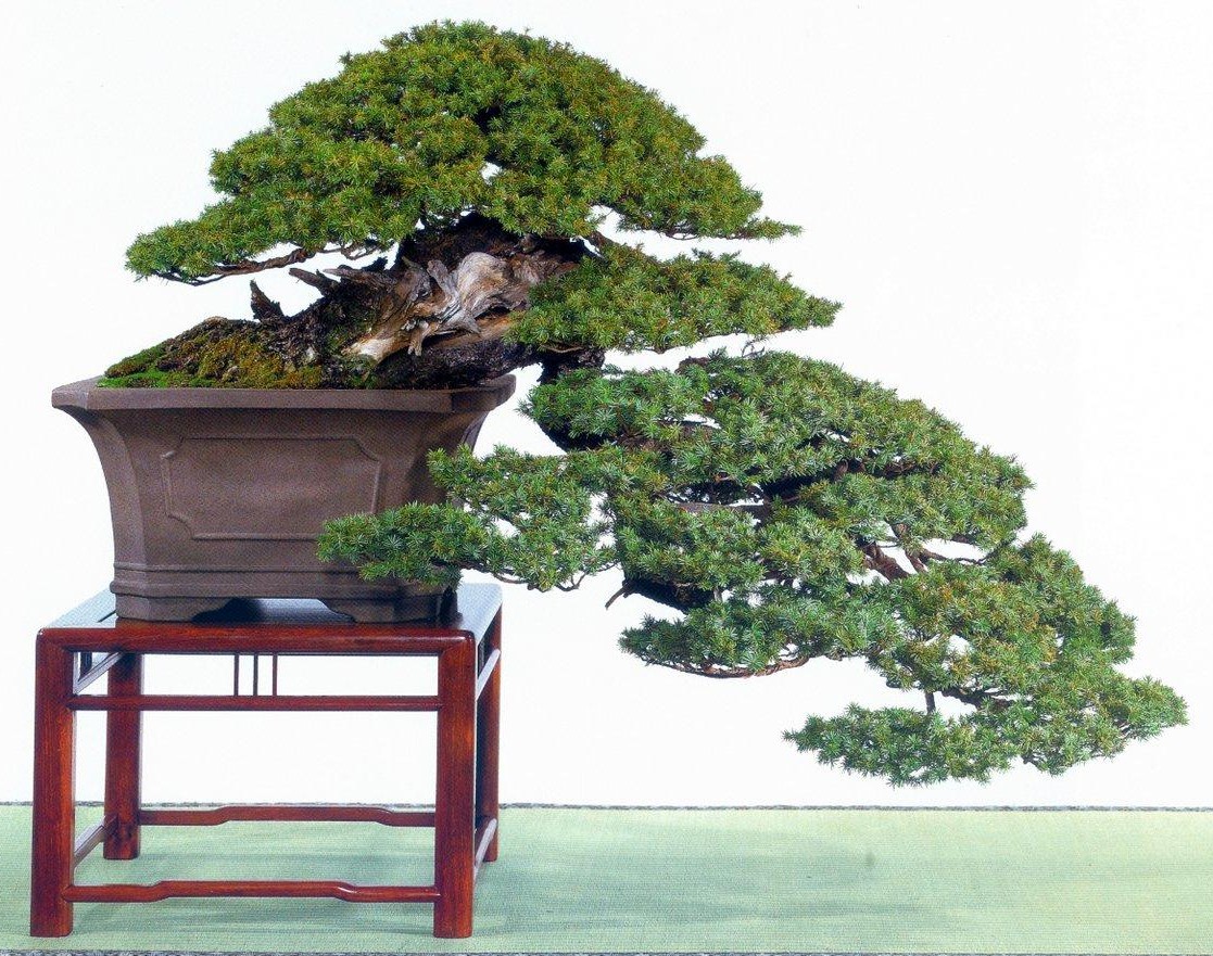 Bonsai Suiseki Magazine