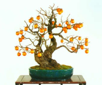 Bonsai and suiseki market