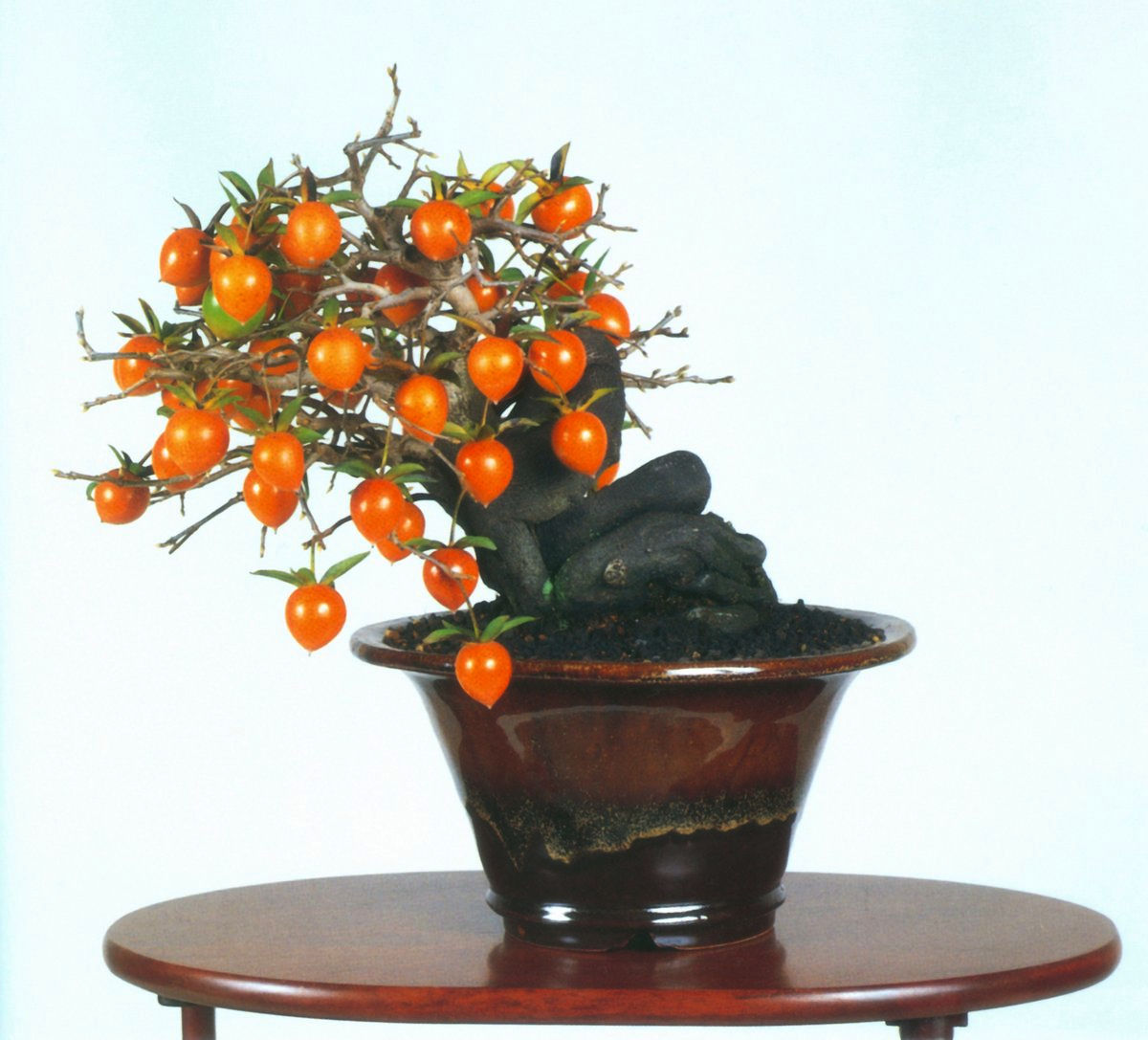 Bonsai Suiseki Magazine