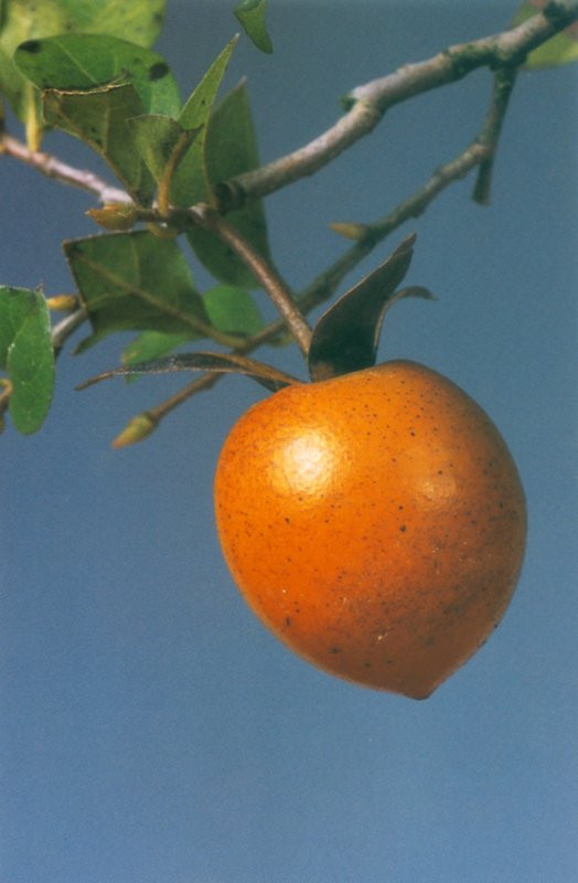 Bonsai Suiseki Magazine
