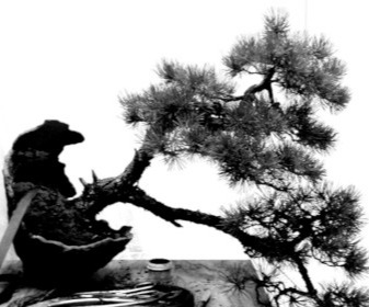 Bonsai and suiseki market