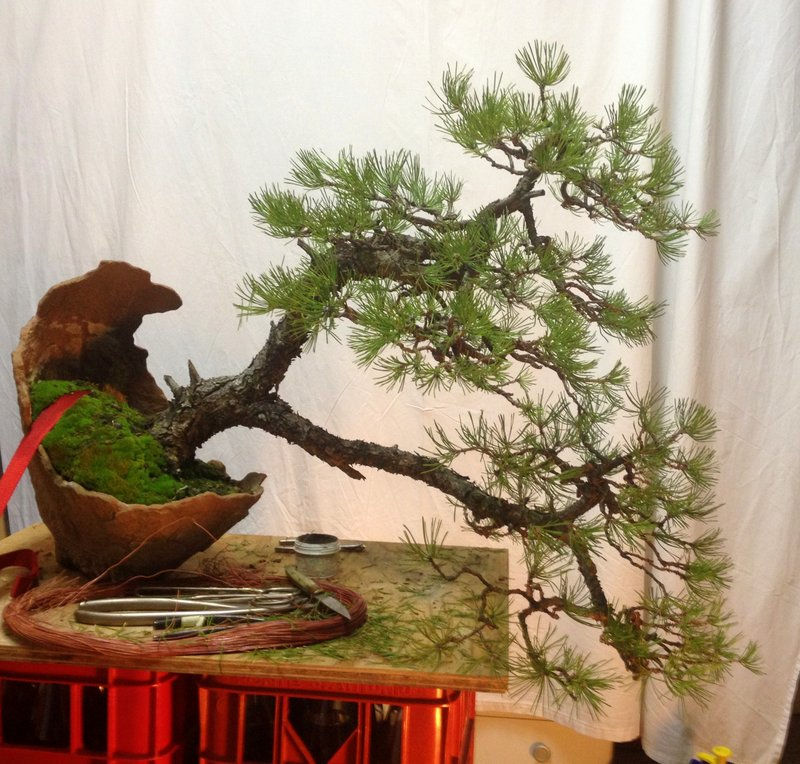 Bonsai Suiseki Market