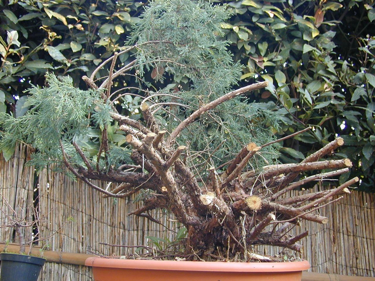 Bonsai and suiseki market