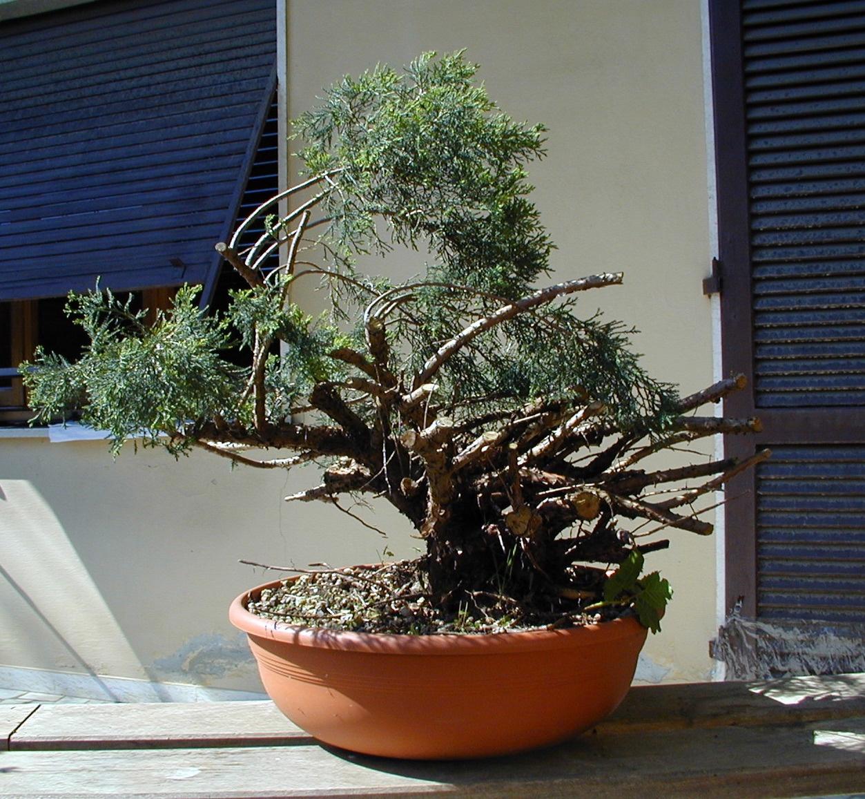 Bonsai and suiseki market