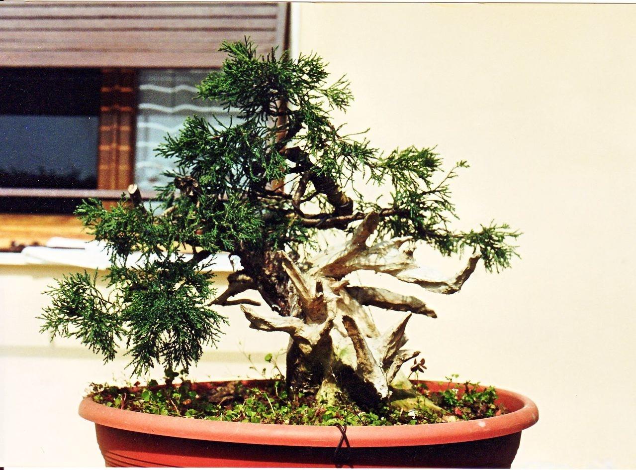 Bonsai and suiseki market
