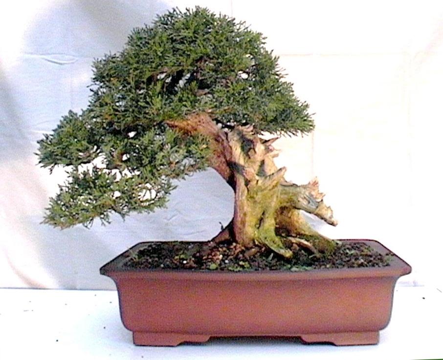 Bonsai and suiseki market