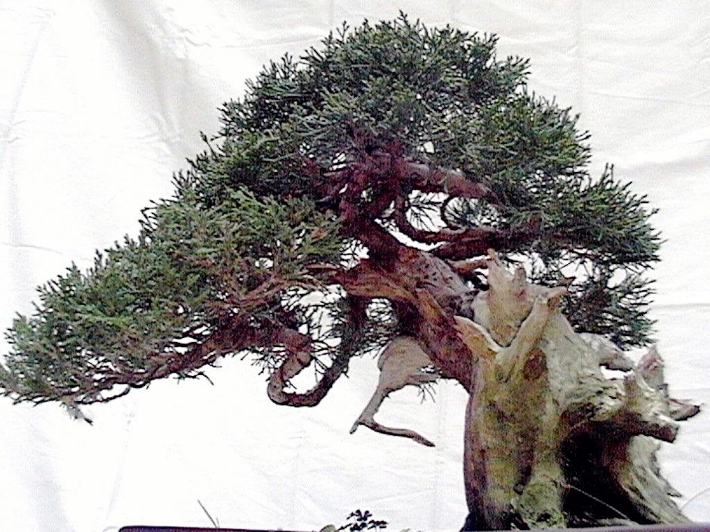 Bonsai and suiseki market
