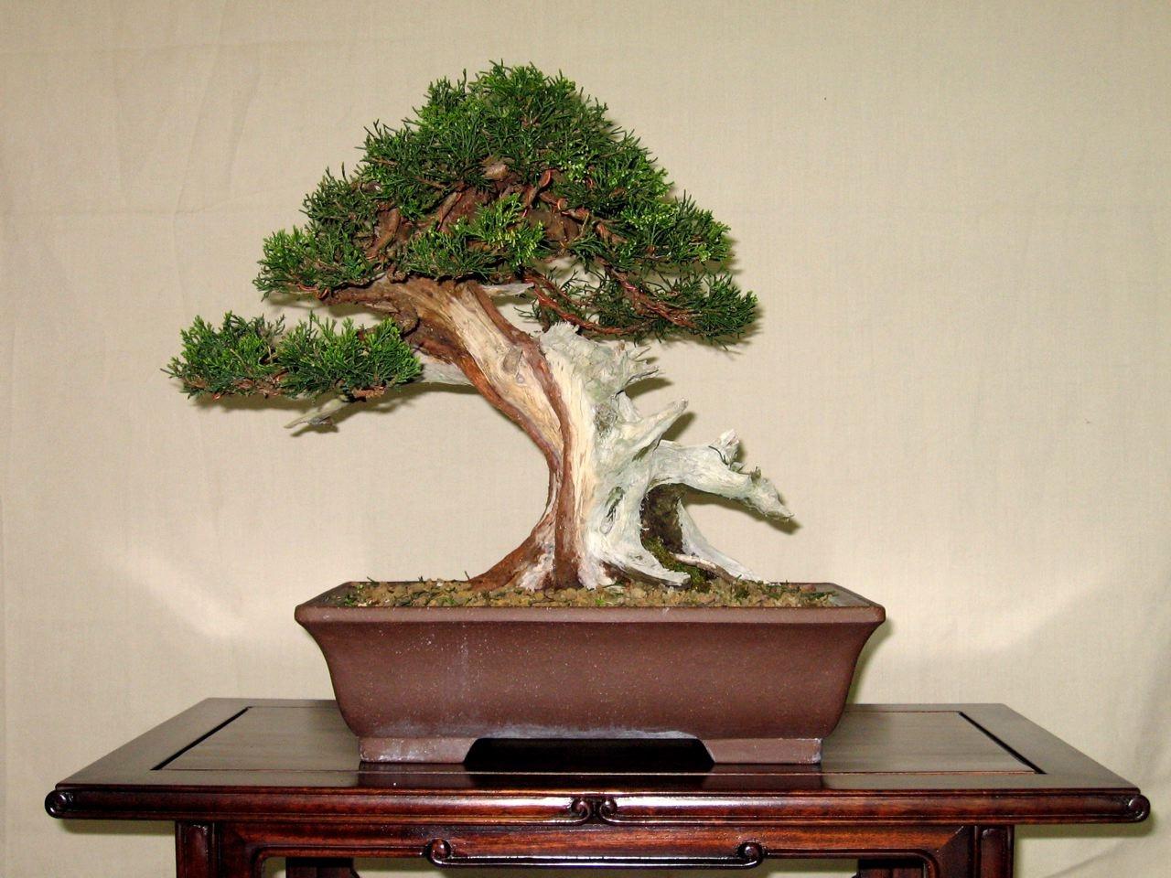 Bonsai and suiseki market