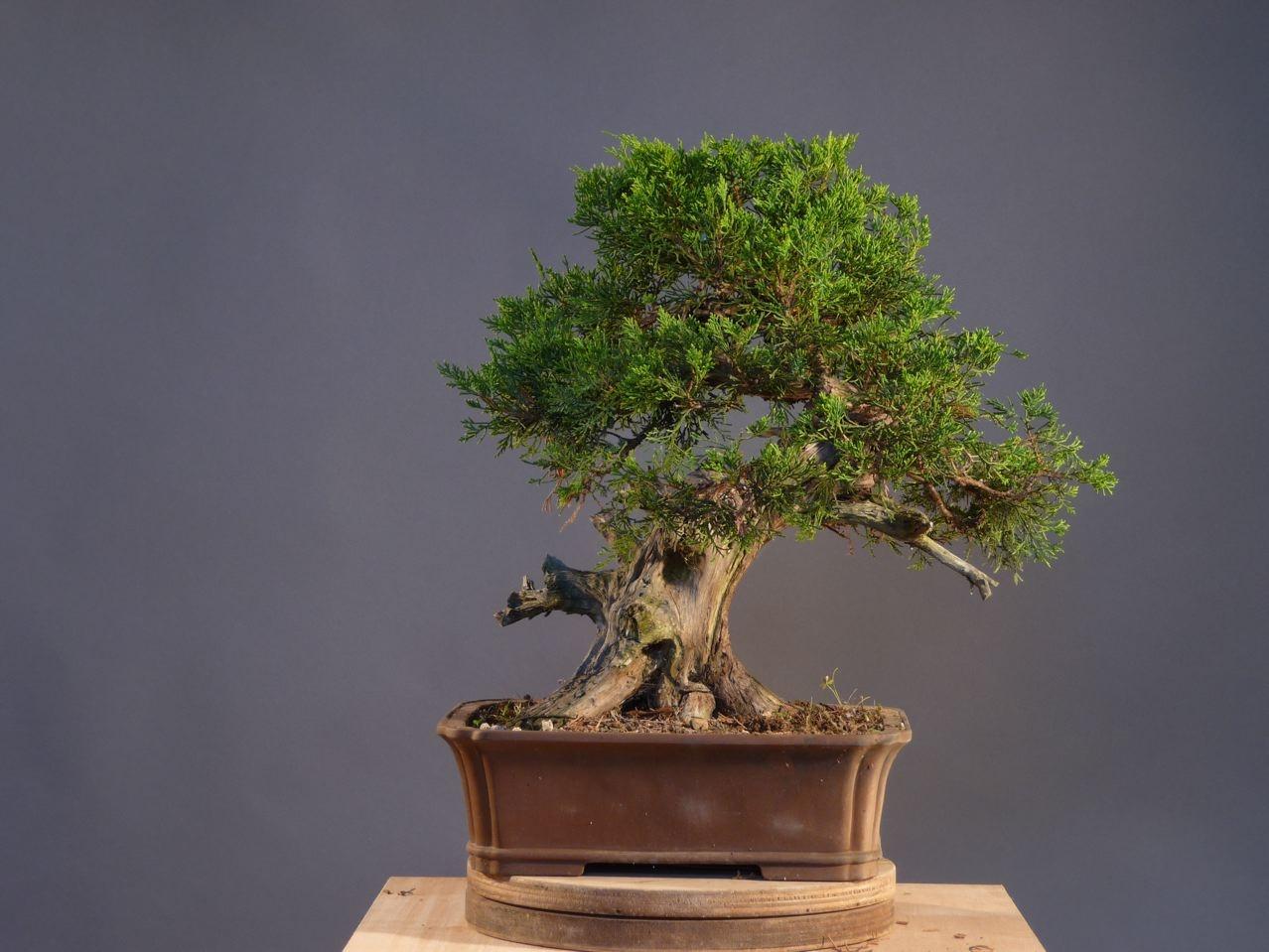 Bonsai and suiseki market