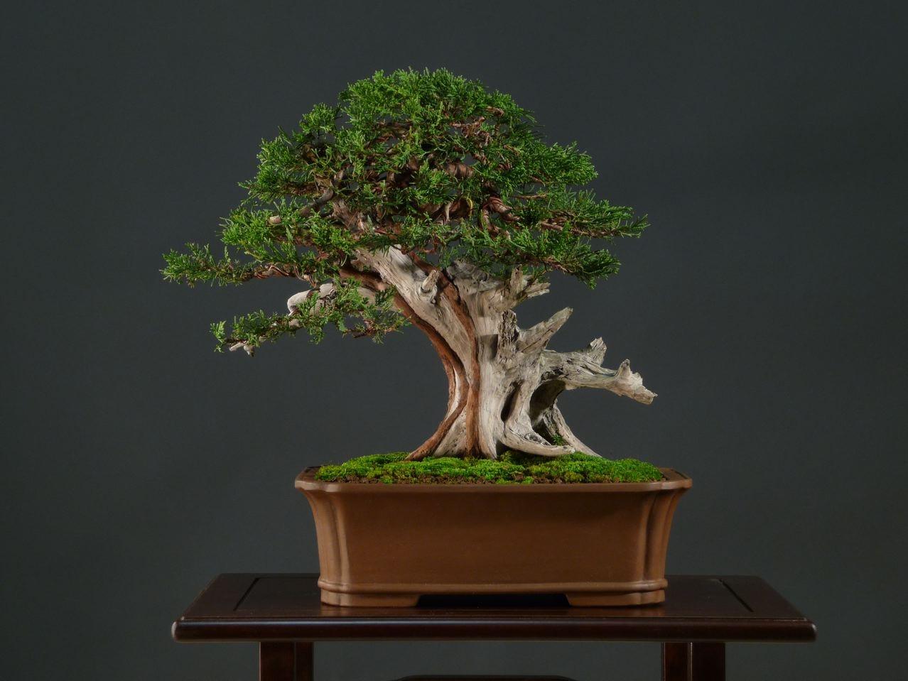 Bonsai and suiseki market