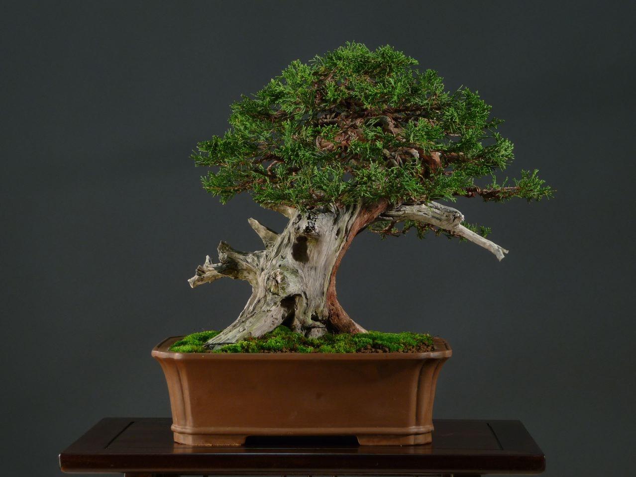Bonsai and suiseki market