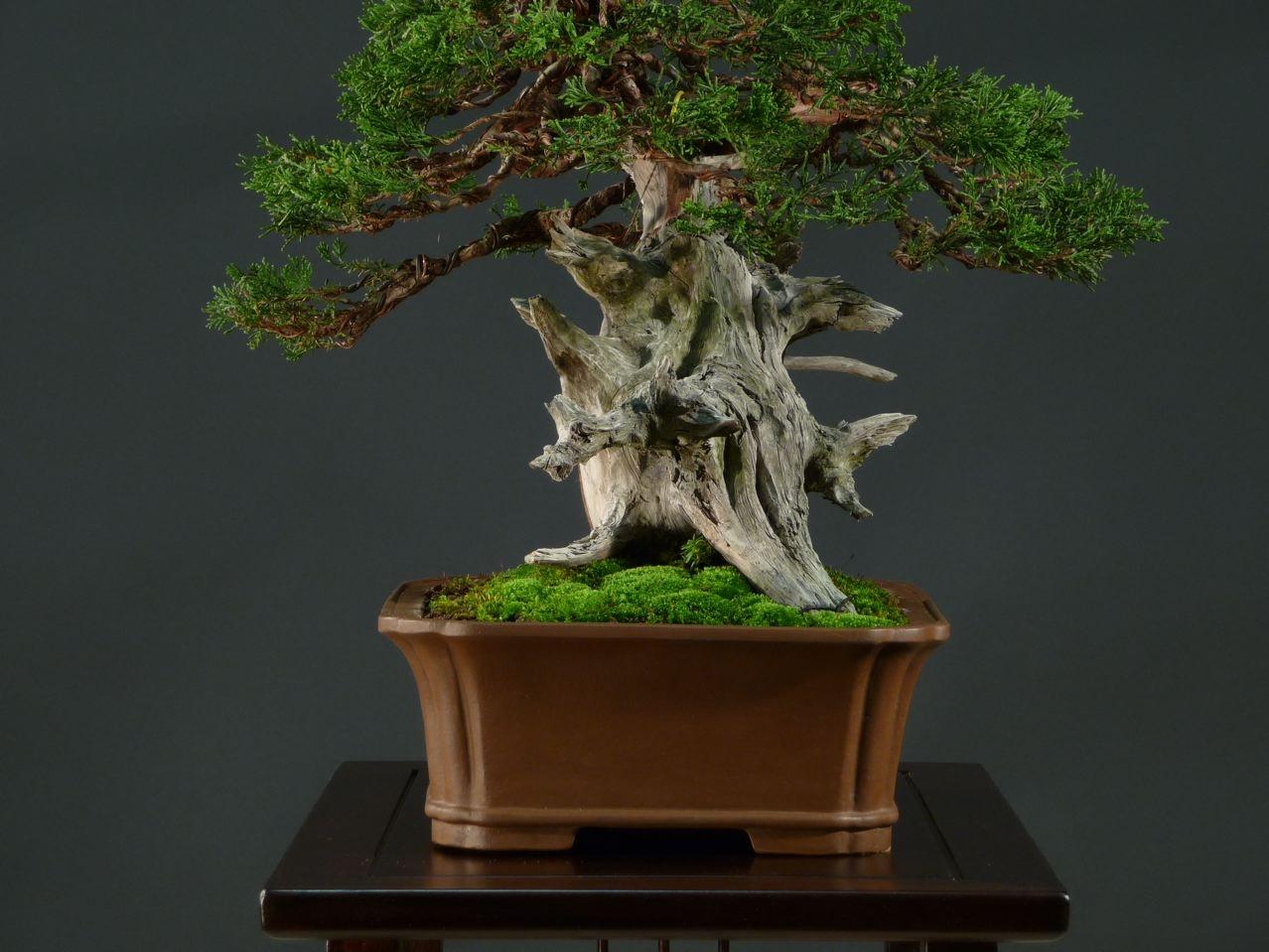 Bonsai and suiseki market