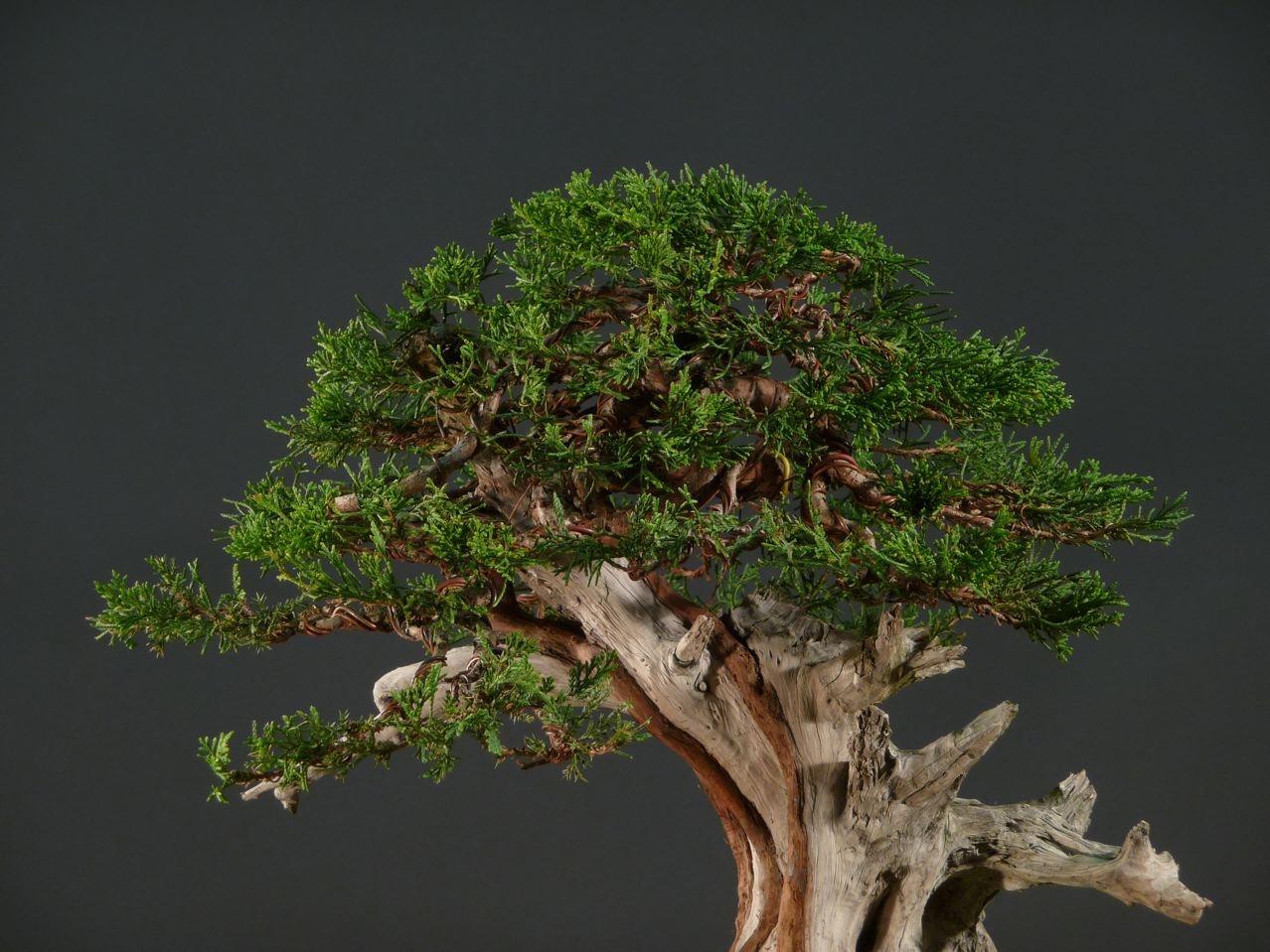 Bonsai and suiseki market
