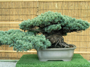 Passionebonsai.it