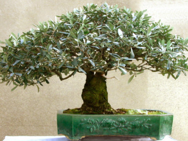 Passionebonsai.it
