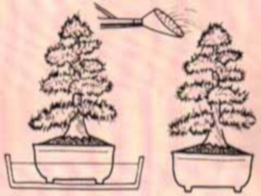 Passionebonsai.it