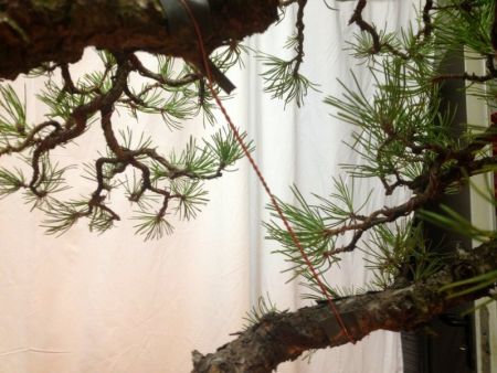 Bonsai Suiseki Market