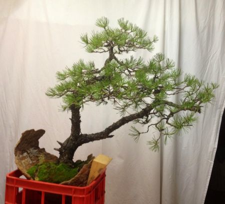 Bonsai Suiseki Magazine