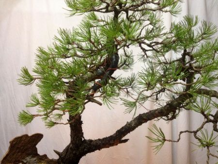 Bonsai Suiseki Magazine