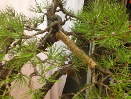 Bonsai Suiseki Magazine